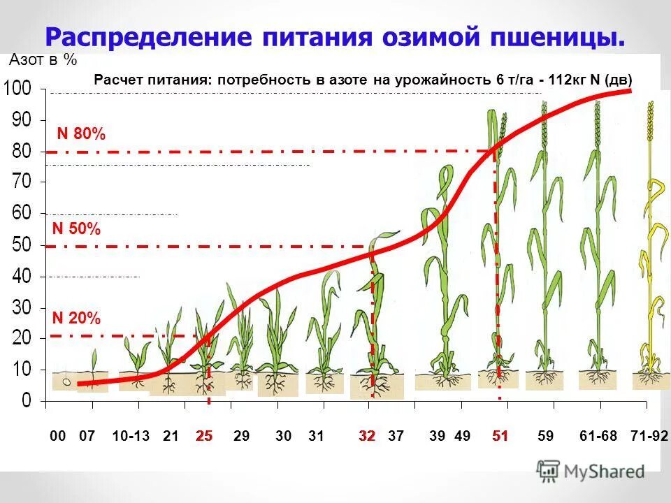 Фазы вегетации озимой пшеницы. Схема внесения удобрений для озимой пшеницы. Схема защиты озимого ячменя. Питания озимой пшеницы. Схема развития озимой пшеницы.