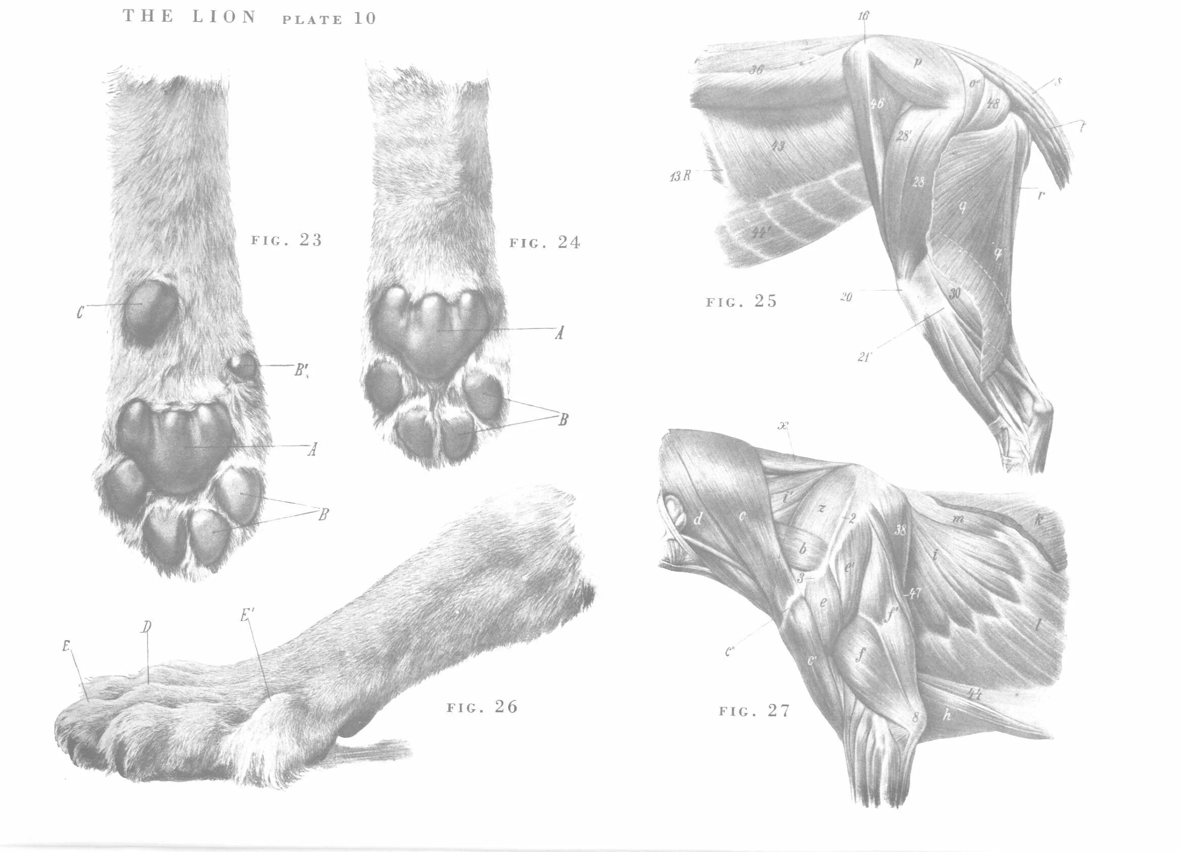 лапа собаки. ходунки для собак инвалидов. шлейка ходунки для собаки. как сделать собаке задние лапы. коляска для собак инвалидов на задние лапы такса.