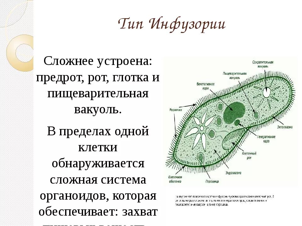 Какую функцию инфузории туфельки выполняет малое ядро. Инфузория туфелька клеточный рот. пищеварительная вакуоль инфузории туфельки. органоиды инфузория туфелька и их функции. строение инфузории туфельки.