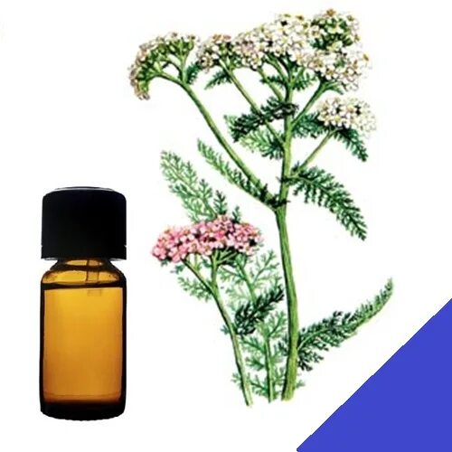 эфирное масло тысячелистника цвет. тысячелистник экстракт масляный. эфирное масло тысячелистника. сыворотка тысячелистник дотерра. тысячелистник дотерра.