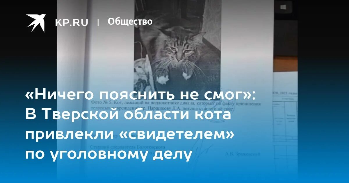 Кот пояснить ничего не смог. Следователи опросили кота. Кот свидетель. Кот допрашивает. Отец ничего не объяснил