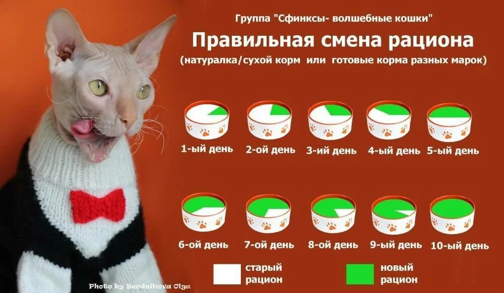 Можно ли давать коту разный корм. Правильное питание для котят. кошачий корм сухой. рацион кормления взрослой кошки. правильная смена рациона кошек.