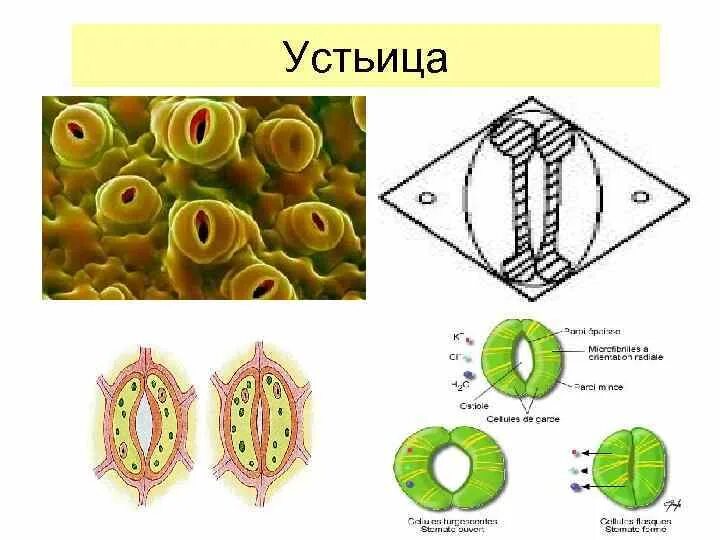 Устьице строение рисунок. Устьица растений это в биологии 6 класс. устьица существует для 6 класса. ткани 6 класс биология у устьиц. устьице тип ткани.