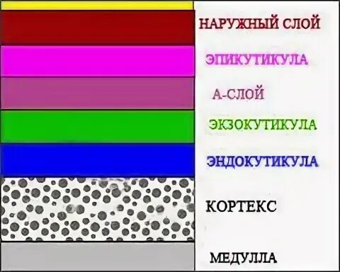 Порядок расположения слоев в медицинской Инфекции, связанные с медицинской помощью. (Модуль 11) презентация онлайн