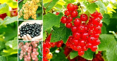 Новая смородина