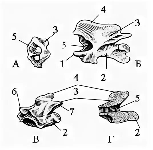 Шейные позвонки ящерицы. Поясничный позвонок вид сбоку и сверху. Строение скелета прыткой ящерицы. Атлант и эпистрофей это позвонки рептилий. Пресмыкающиеся шейные позвонки.
