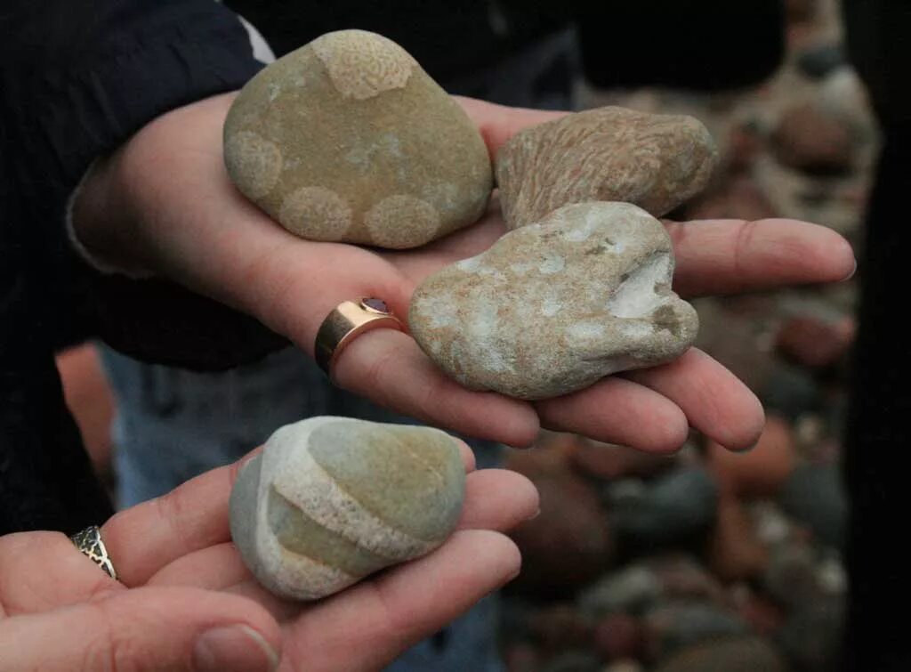 Как выглядят окаменелости в камнях Pin on things I like 1 Fossils, Minerals and gemstones, Rocks and minerals