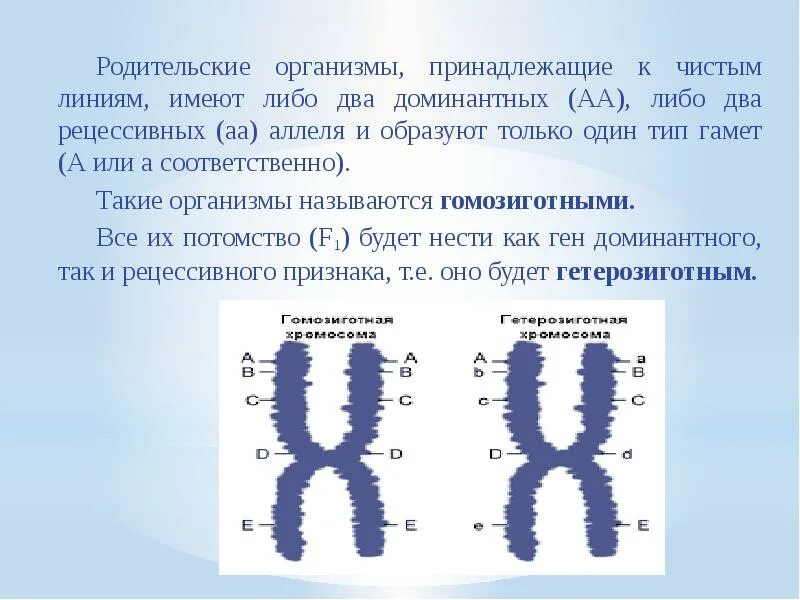 Парные хромосомы одинаковые по форме