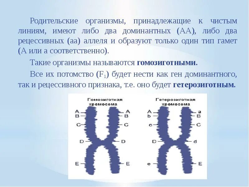 Аллель. Аллели на хромосомах. Аллель признак. Аллель это в биологии. Парные хромосомы называются