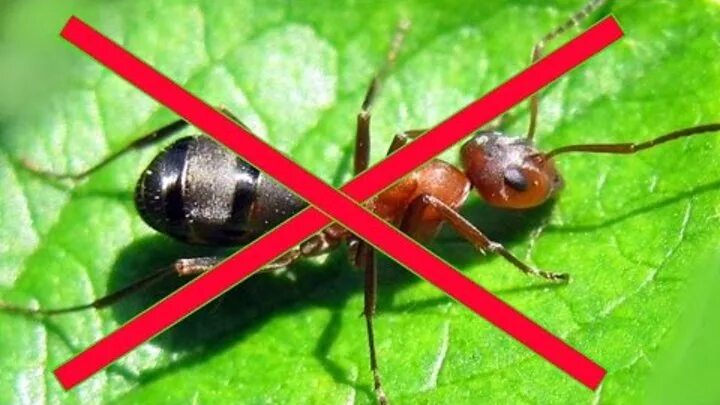 Борьба с муравьями. Муравьи в огороде. Борьба с муравьями на участке. Борьба с муравьями на огороде.