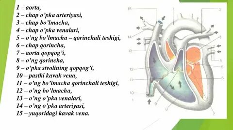 Turmush qurgan ayollar mushuklari