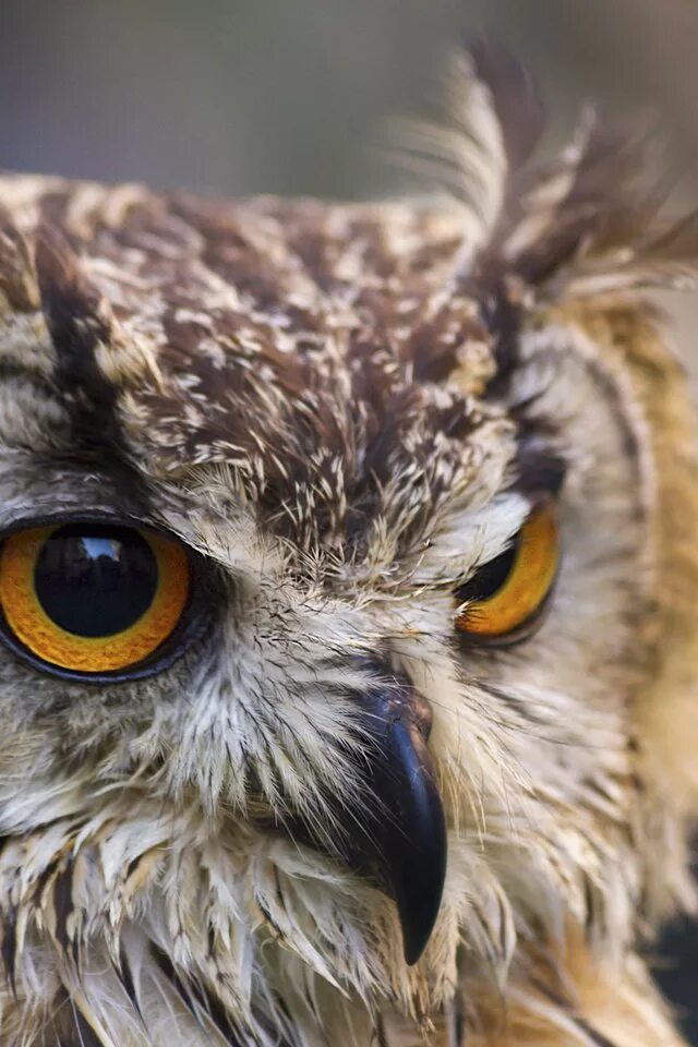 Филин с выпученными глазами. Facilities owl. Глаза животных. Глаза совы. Глаза филина.
