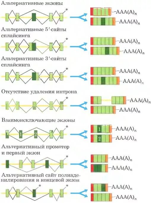 Схема альтернативного сплайсинга для Гена содержащего 5 экзонов. Посттранскрипционная модификация РНК. Экзон Интрон сплайсинг. Экзон РФ.