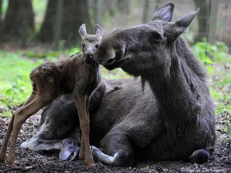 Animal mums. Лосиха с лосенком. Лосенок с мамой. Детеныши животных. Мама лосиха.