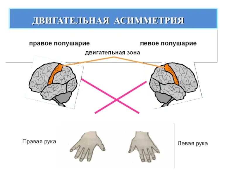 Двигательная асимметрия. Моторная асимметрия. Моторная асимметрия мозга. Левая рука правое полушарие.