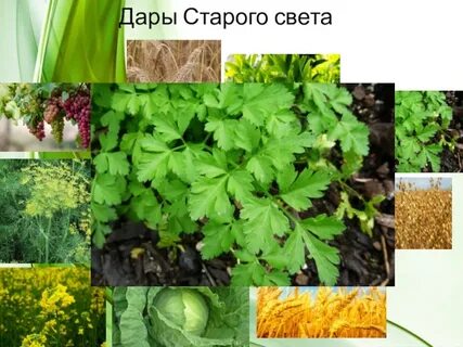 Старого света