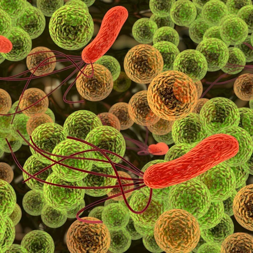Микробио. Бактерии. Болезнетворные микробы. Микрофлора и микробы. Бактерии картинки.