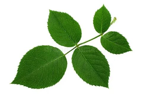 Separated leaves