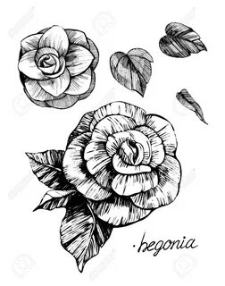 Find Flowers Vector Sketch Begonia stock images in HD and millions of other...