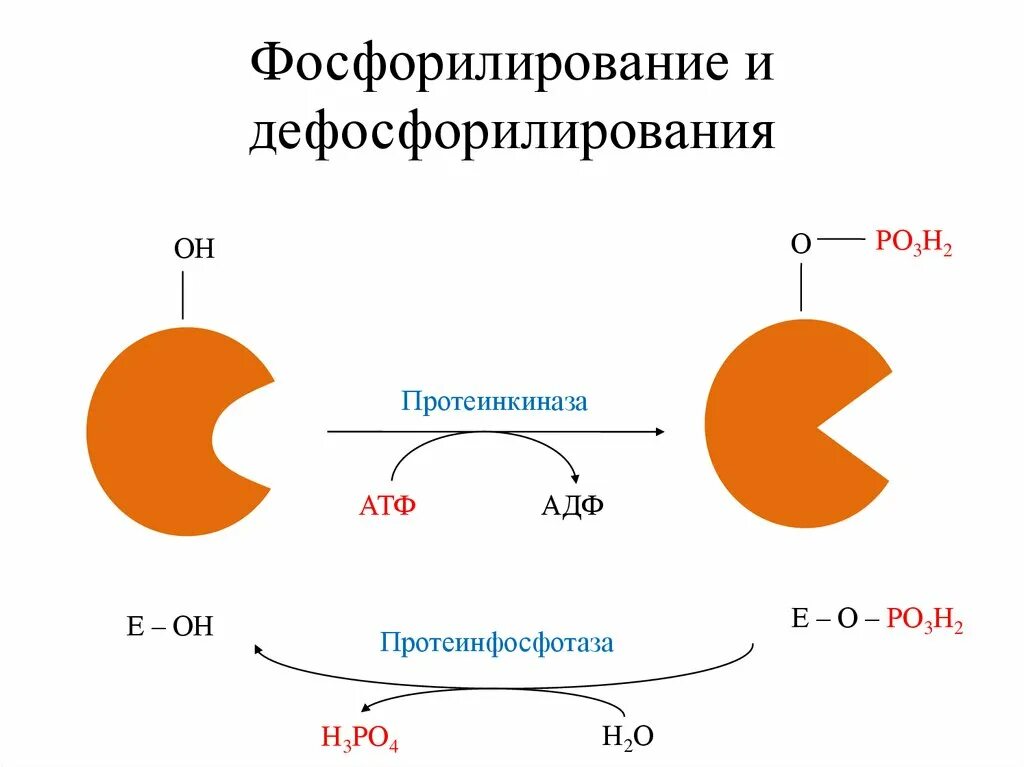 Фосфорилирование белков схема реакции. Фосфорилирование и дефосфорилирование ферментов. Фосфорилирование ферментов биохимия. Фосфорилирование белков фермент.