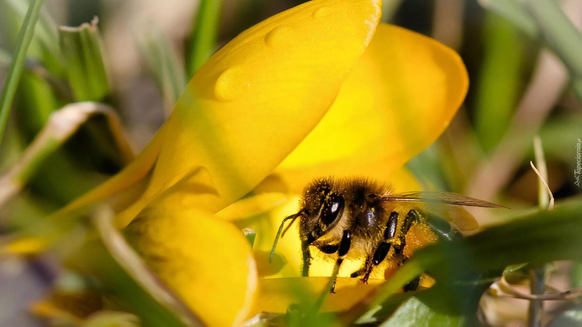 фотообои пчелы. желтая (долинная) кавказская пчела. пчелы опыляют растения. пчела на цветке. бамблби шмель.