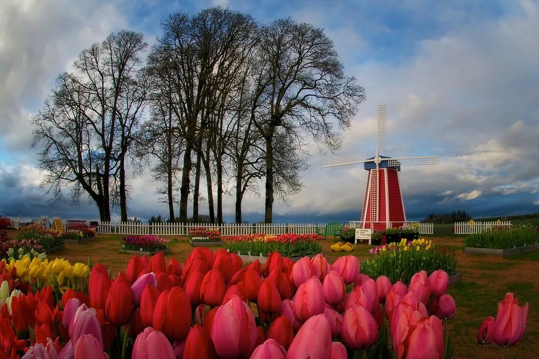 тюльпановые поля прованса во франции. цветочные плантации испании. ферма тюльпанов. цветочная ферма в сша. долина скагит штат вашингтон.
