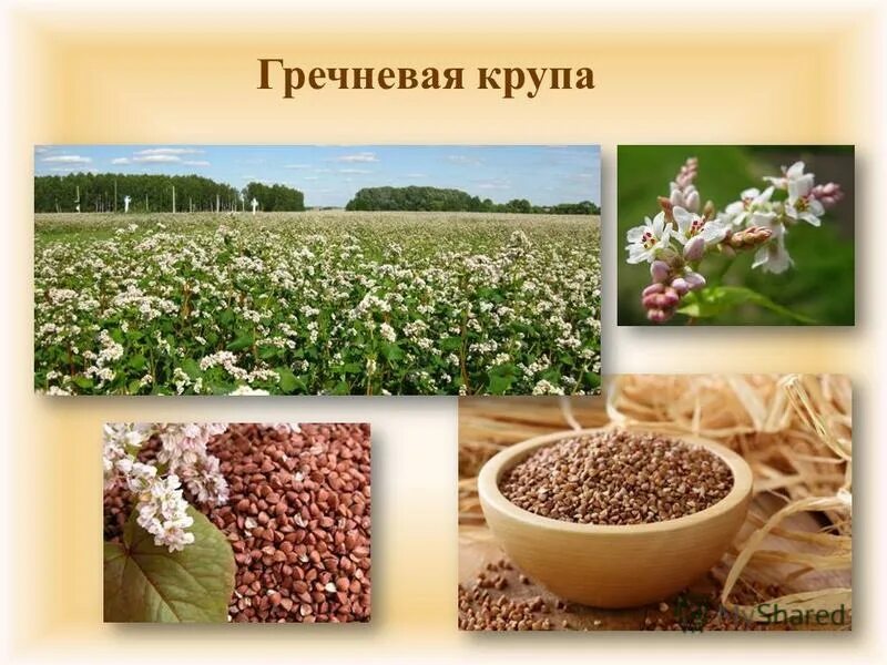 качество гречневой крупы