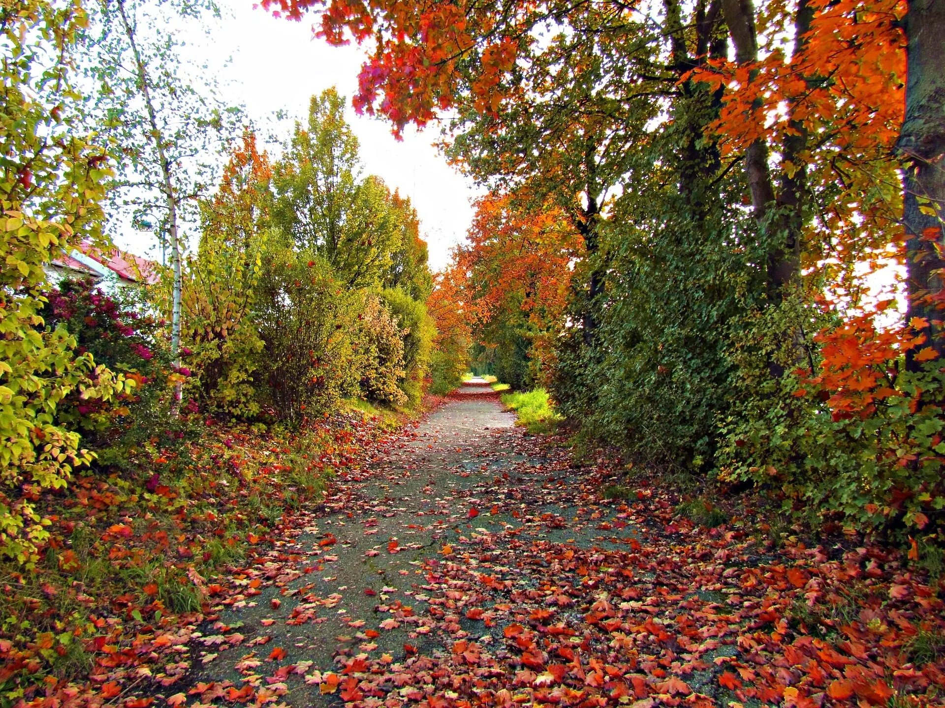 Разноцветные листья. Осенний куст. Лесной орех лещина. Гора опавших листьев. Красивая осень.
