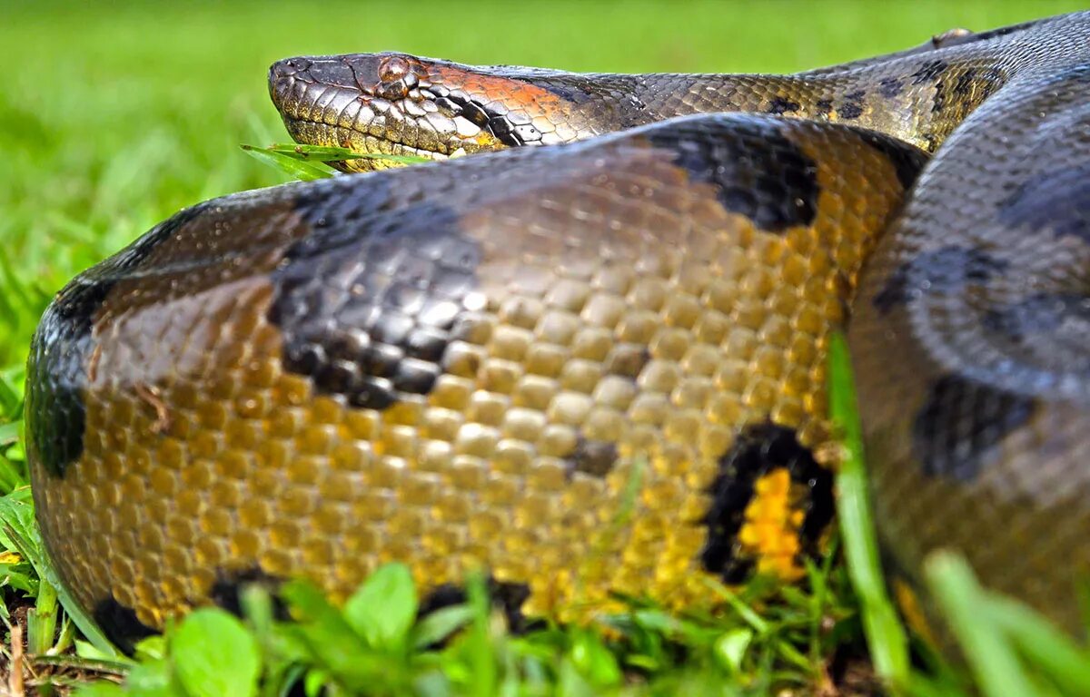 Анаконда. Анаконда фото. Анаконда змея самая большая.