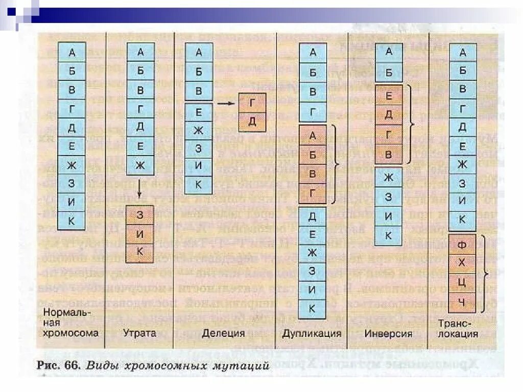 Инверсия это в биологии