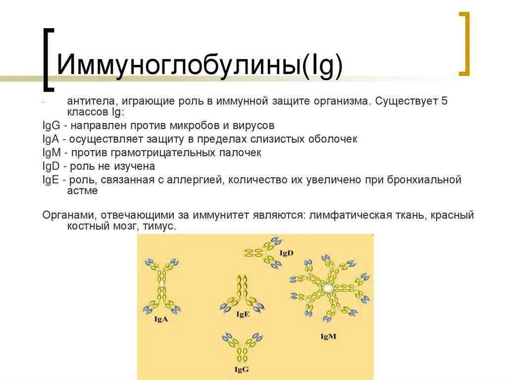 Острые антитела. Иммунная система организма человека иммуноглобулины. антитела класса иммуноглобулинов. типы иммуноглобулинов и их функции. роль иммуноглобулинов в формировании иммунитета.