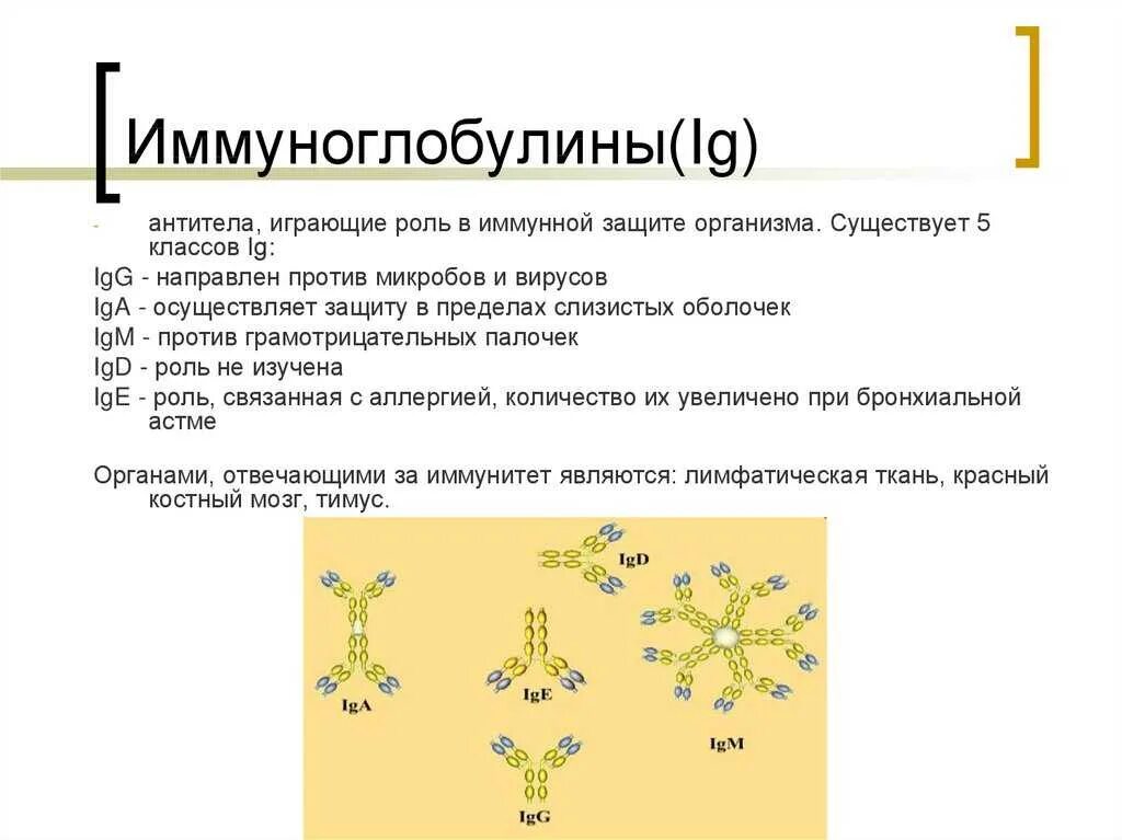 Иммунная система организма человека иммуноглобулины.. Антитела класса иммуноглобулинов. Роль иммуноглобулинов в формировании иммунитета. Иммуноглобулины, обеспечивающие пассивный иммунитет плода.