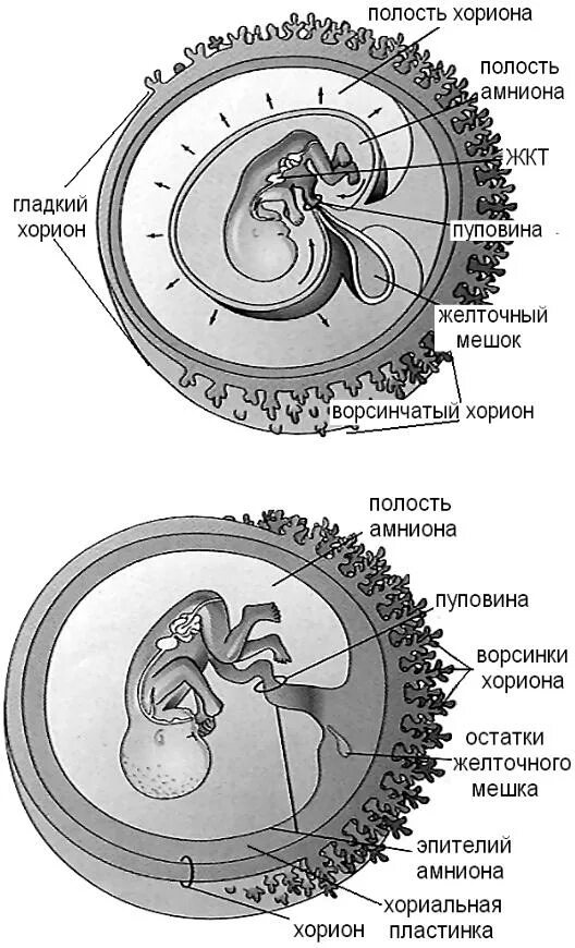 Оболочки зародыша хорион и амнион. Плацента строение амнион. Плацента амнион желточный мешок. Амнион хорион аллантоис. Появление амниона и других зародышевых оболочек