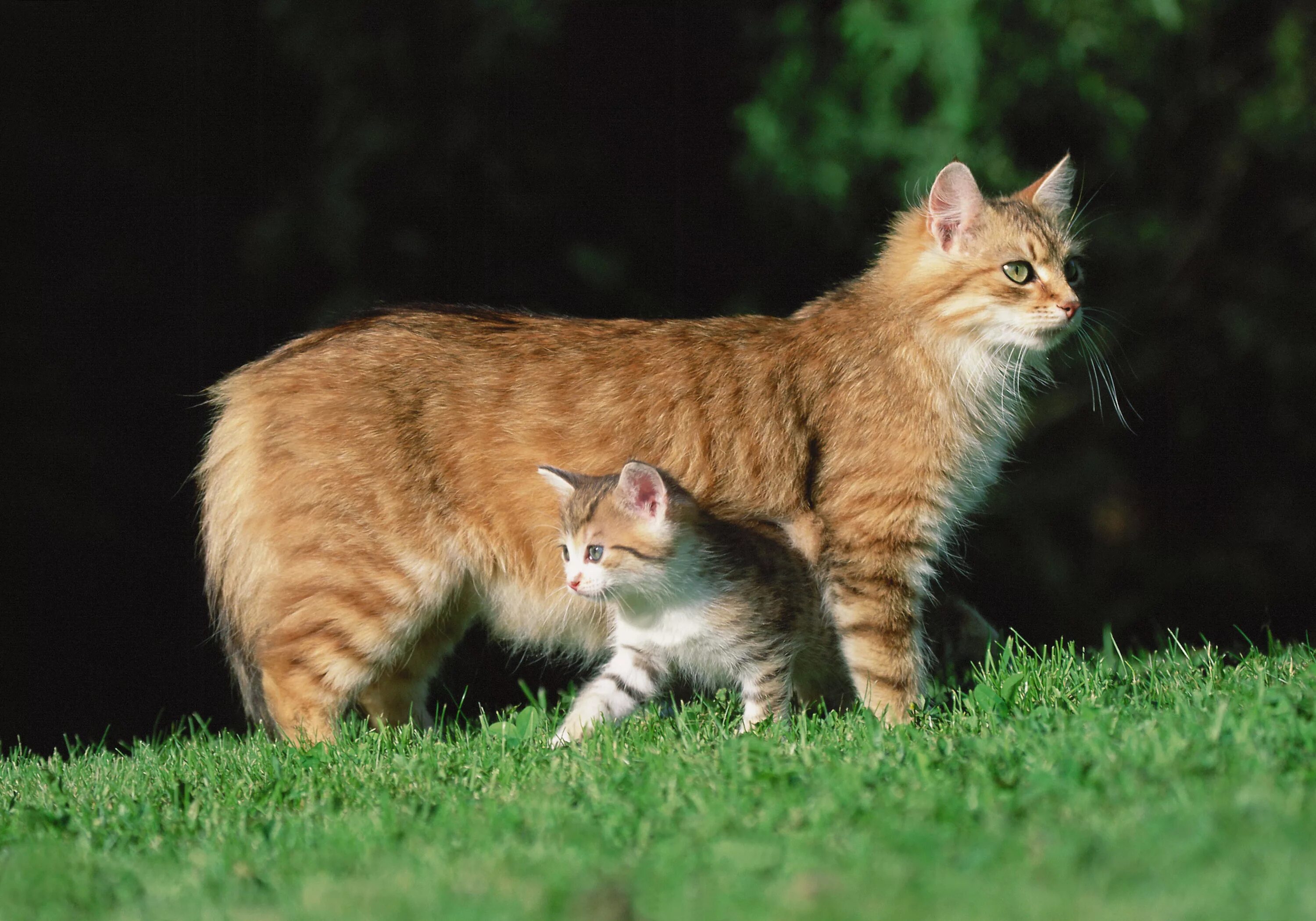 Котенок про животных