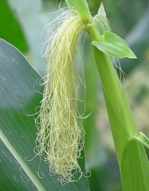 Косички кукуруза. Кукуруза «катерина св» гибрид f1, фао 170. Куколки из кукурузы. Гибрид кукурузы сегеди. Кукуруза растет.