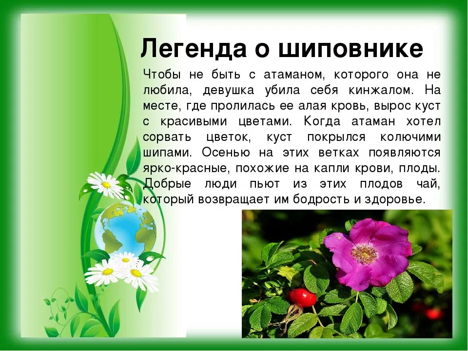 Информация о цветочных растениях. Легенды о цветах. легенды и сказки о цветах. легенды о растениях. мифы и легенды о цветах.