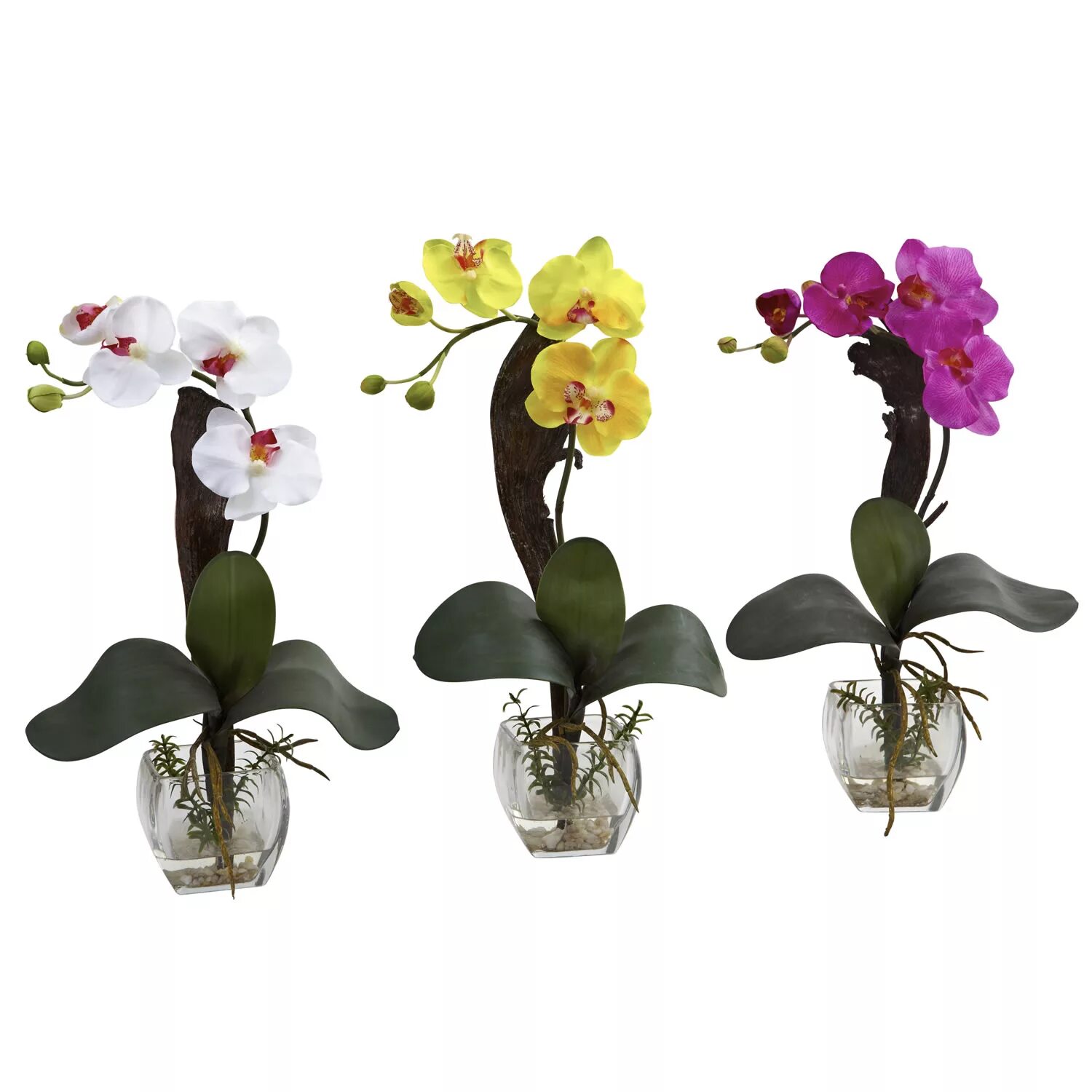 Купить орхидею в горшке в интернете. Орхидея фаленопсис мини. Фаленопсис Fortunio. Карликовые орхидеи фаленопсис. Орхидея Phalaenopsis Mini.