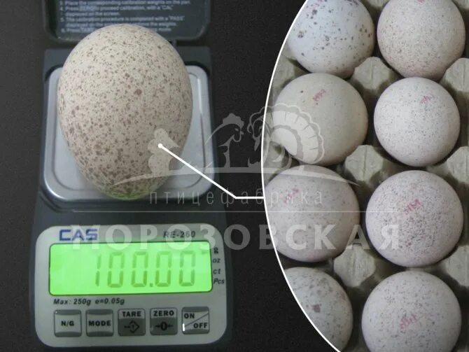 Сколько индюшка сидит на яйцах. Инкубация индюшиных яиц. Индюшачьи яйца размер. 21 День инкубации индюшиных яиц. Инкубация индюков вес яиц.