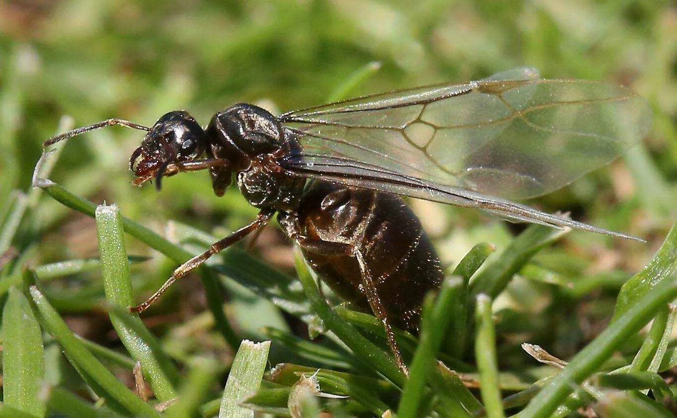 Крылатых муравьев. Летучие муравьи матка. Муравьи с крыльями. Муравей. Летающие муравьи.