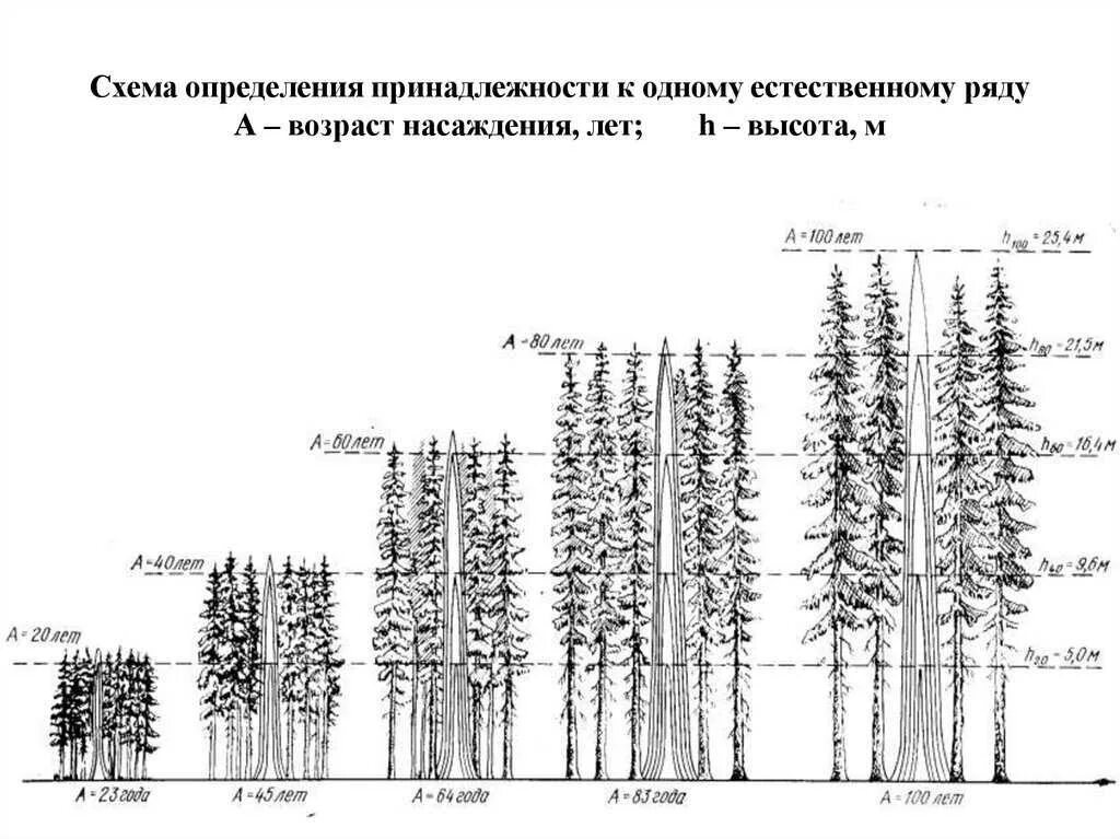 Средний срок жизни дуба составляет около пятьсот. Сосна обыкновенная толщина ствола. Сосна обыкновенная диаметр ствола. Толщина сосны по годам. Схема посадки лесных насаждений.