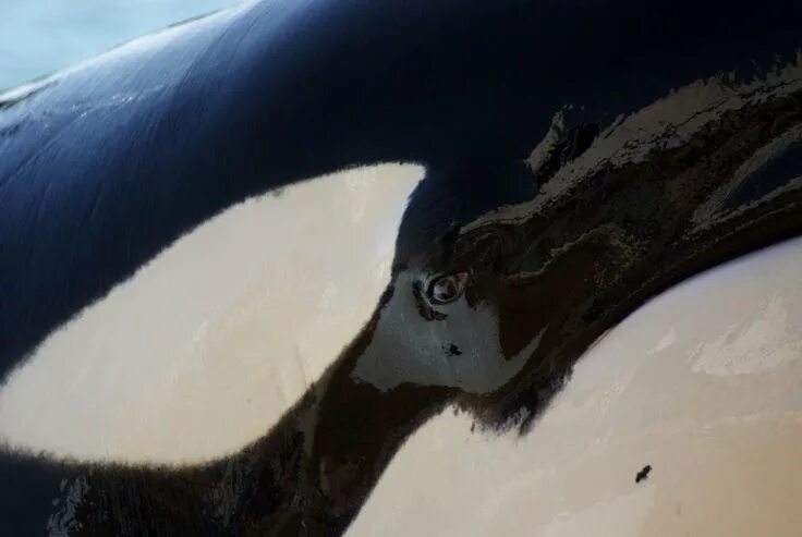 Family Orque, Orques, Baleine