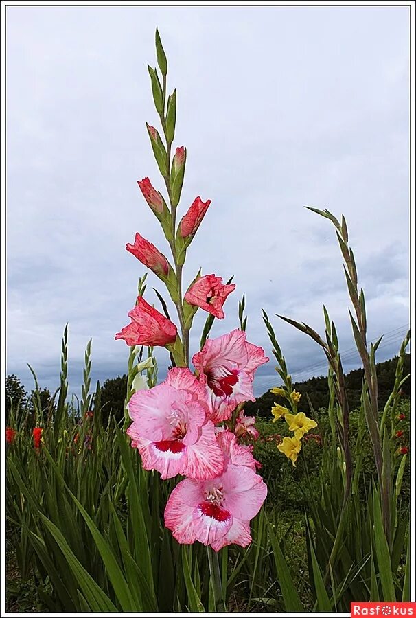гладиолус гибридный уитни. гладиолус какое соцветие. гладиолус вид соцветия. гладиолус какое соцветие. гладиолус альфа.