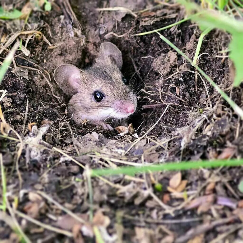 Мыши живущие в лесу. Степная мышовка. Мышь Лесная полевка. Норка мыши полевки.