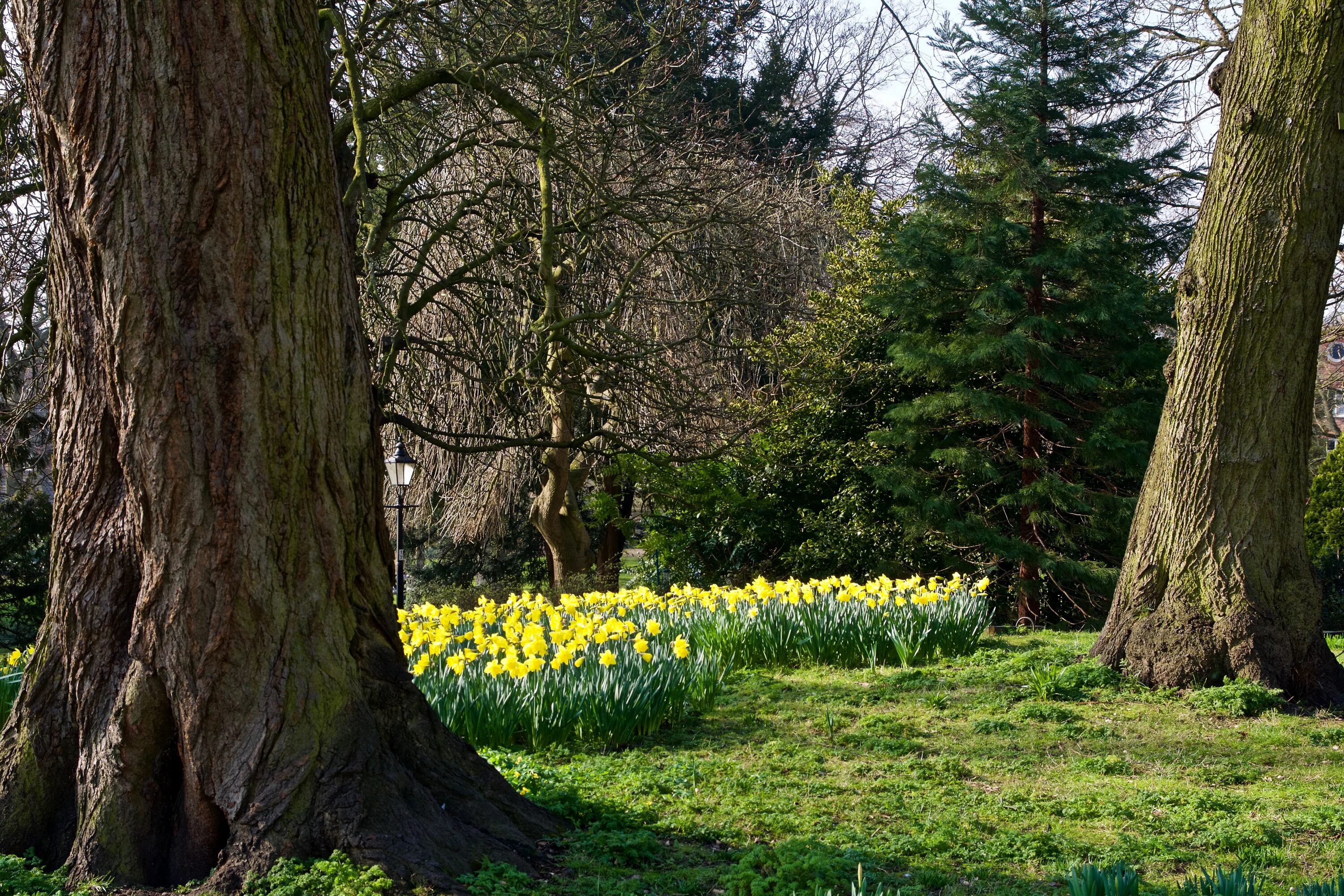 Uk parks. Деревья в Англии. Природа парк. Деревья и растения Великобритания. Растения Великобритании.