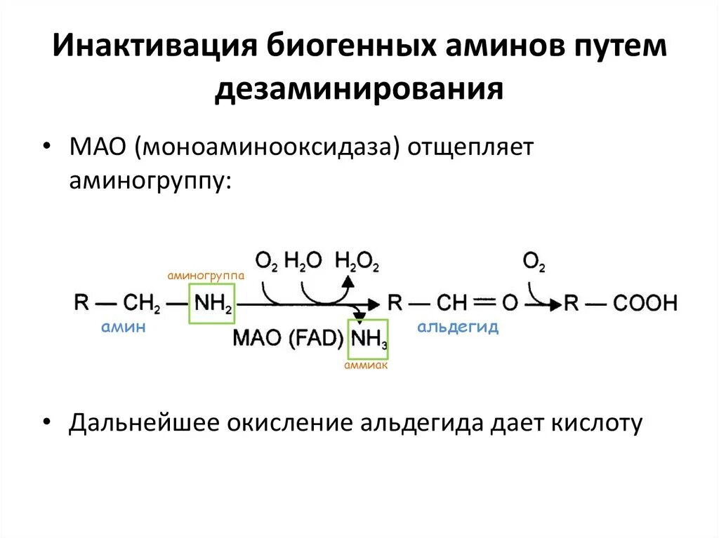 Биогенные амины реакции. Реакции дезаминирования окислительного. биохимия. механизмы инактивации биогенных аминов. окислительное дезаминирование дофамина. окисление биогенных аминов биохимия.