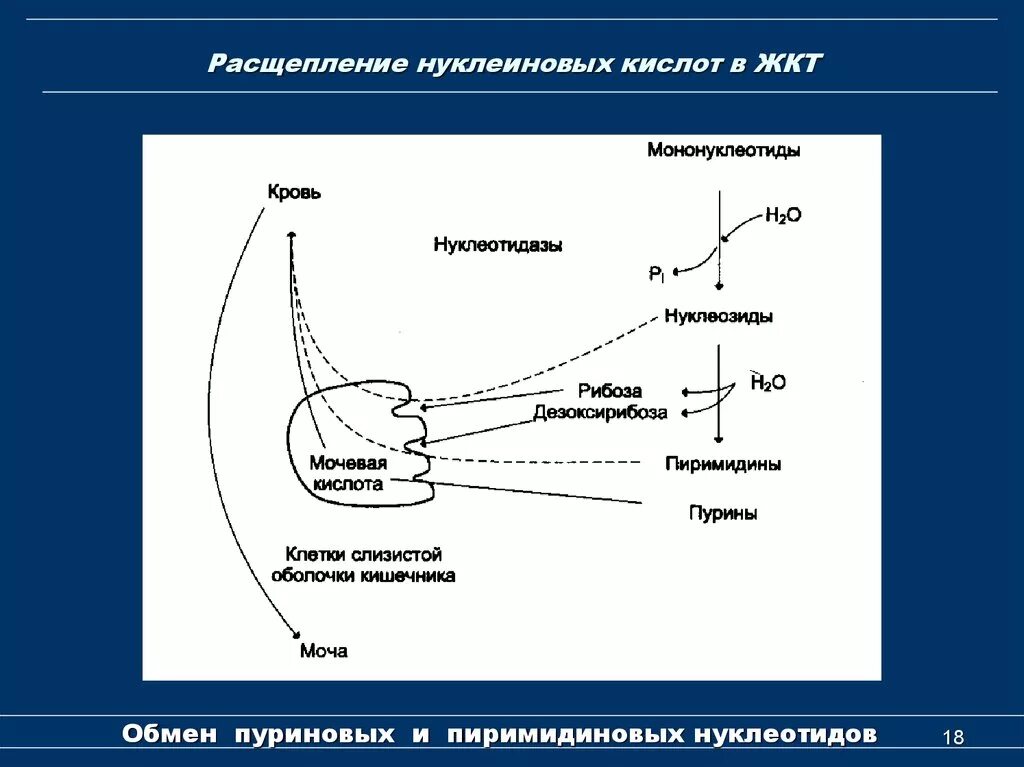 Биосинтез и расщепление. Распад нуклеиновых кислот в ЖКТ. Расщепление нуклеиновых кислот в ЖКТ. Распад нуклеиновых кислот в желудочно-кишечном тракте. Нуклеиновые кислоты перевание ЖКТ.