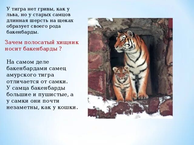 Поздравление с годом тигра. Энциклопедия о тиграх. Загадки о тиграх для детей. Книги о тиграх. Международный форум по проблемам сохранения тигра.