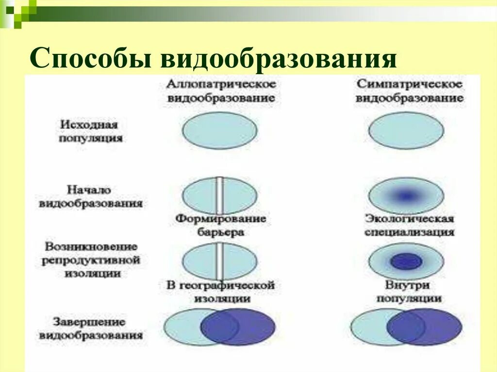 Какая форма видообразования более длительная. Способы видообразования. аллопатрический способ видообразования. аллопатрическое и симпатрическое видообразование. способы симпатрического видообразования.