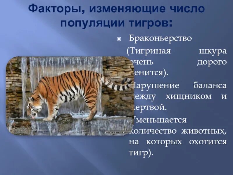 Уссурийский тигр и панда являются представителями. Уссурийский тигр презентация. По следам Уссурийского тигра. Диграма популяции тигров. График популяции Уссурийского тигра.