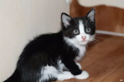 Черно белый котенок мальчик